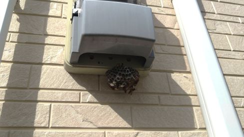 大阪府枚方市で電気メーターBOX下に営巣したアシナガバチの蜂の巣駆除