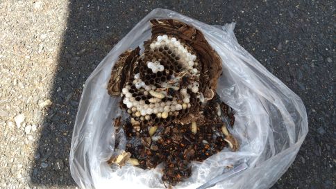 滋賀県栗東市で１階軒下に営巣したコガタスズメバチの蜂の巣駆除