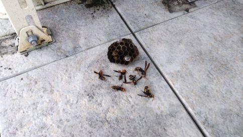 滋賀県栗東市でエアコン室外機棚に営巣したアシナガバチの蜂の巣駆除