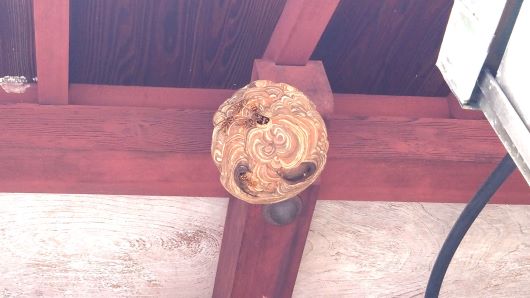 滋賀県湖南市で２階軒下に営巣したキイロスズメバチの蜂の巣駆除