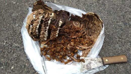 滋賀県湖南市で２階軒下に営巣したキイロスズメバチの蜂の巣駆除