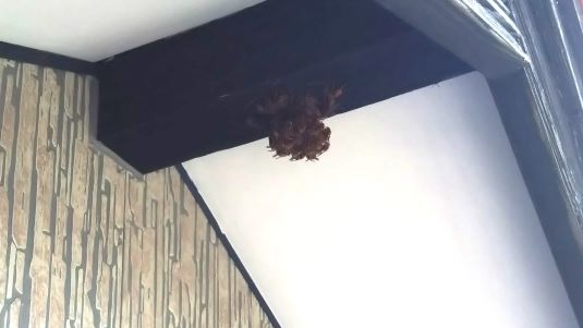 滋賀県米原市で２階棟木に営巣したキイロスズメバチの蜂の巣駆除