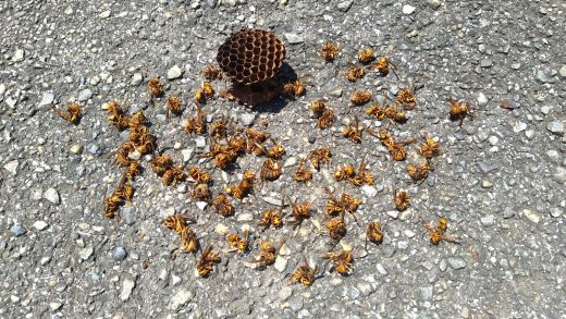 滋賀県米原市で２階棟木に営巣したキイロスズメバチの蜂の巣駆除