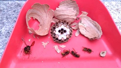 滋賀県草津市でキッチン換気ダクト内に営巣したキイロスズメバチの蜂の巣駆除