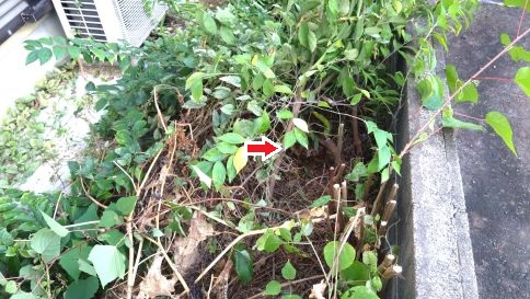 滋賀県草津市で庭木に営巣したアシナガバチの蜂の巣駆除