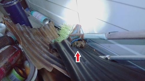 滋賀県草津市で廃材下に営巣したアシナガバチの蜂の巣駆除