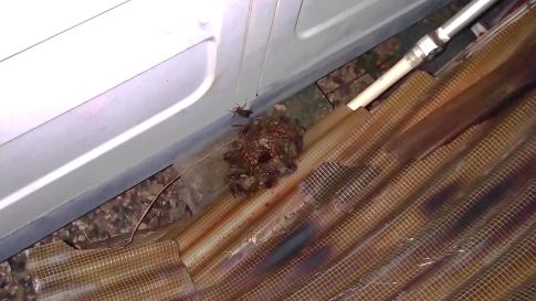 滋賀県草津市で廃材下に営巣したアシナガバチの蜂の巣駆除