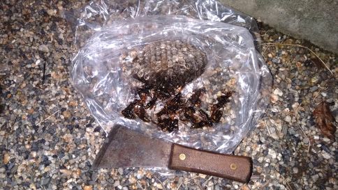 滋賀県草津市で廃材下に営巣したアシナガバチの蜂の巣駆除