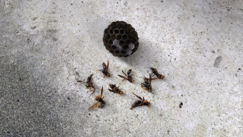 滋賀県草津市で浴室換気フードに営巣したアシナガバチの蜂の巣駆除