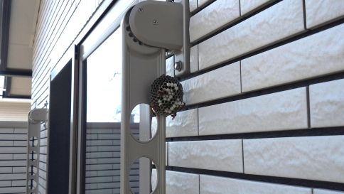 滋賀県近江八幡市でベランダ物干し金物に営巣したアシナガバチの蜂の巣駆除