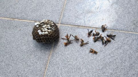 滋賀県近江八幡市でベランダ物干し金物に営巣したアシナガバチの蜂の巣駆除