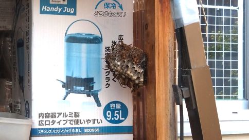 滋賀県野洲市で屋外物置棚に営巣したアシナガバチの蜂の巣駆除