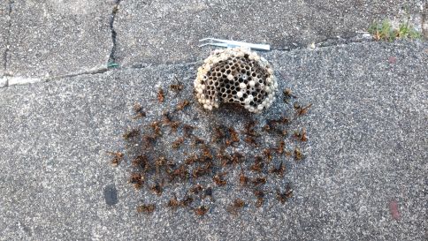 滋賀県野洲市で屋外物置棚に営巣したアシナガバチの蜂の巣駆除