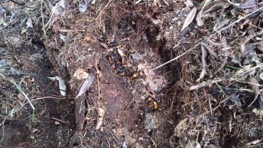 滋賀県野洲市で屋外アスレチック場脇の地中に営巣したオオスズメバチの蜂の巣駆除