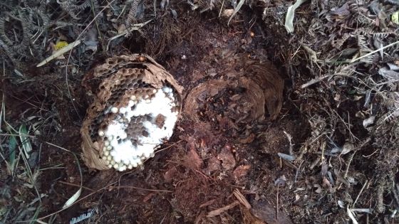 滋賀県野洲市で屋外アスレチック場脇の地中に営巣したオオスズメバチの蜂の巣駆除