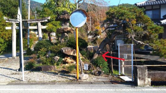 滋賀県長浜市で神社の参道脇にある松の幹の中に営巣したオオスズメバチの蜂の巣駆除