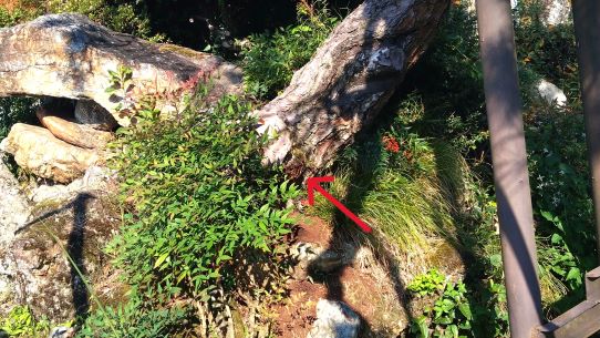 滋賀県長浜市で神社の参道脇にある松の幹の中に営巣したオオスズメバチの蜂の巣駆除