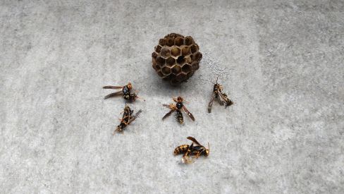 大阪府高槻市で室外機の下に営巣したアシナガバチの蜂の巣駆除