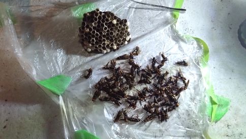 京都市久世郡久御山町で２階ベランダに営巣したアシナガバチの蜂の巣駆除