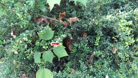京都市久世郡久御山町で公園の樹木に営巣したコガタスズメバチの蜂の巣駆除