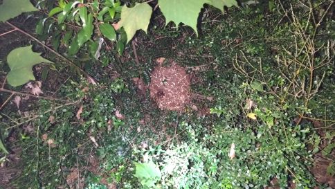 京都市久世郡久御山町で公園の樹木に営巣したコガタスズメバチの蜂の巣駆除