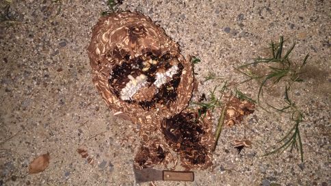 京都市久世郡久御山町で公園の樹木に営巣したコガタスズメバチの蜂の巣駆除