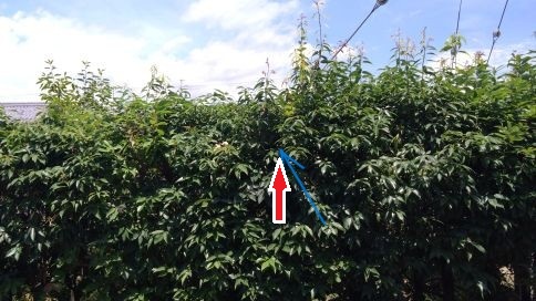 三重県亀山市で生垣に営巣したコガタスズメバチの蜂の巣駆除