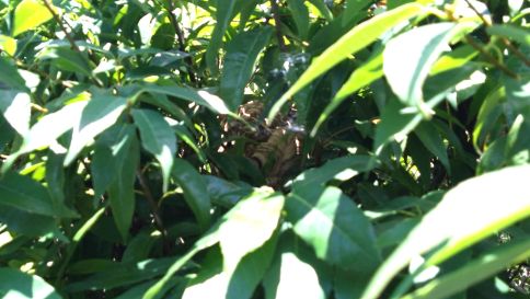 三重県亀山市で生垣に営巣したコガタスズメバチの蜂の巣駆除