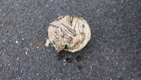 三重県亀山市で生垣に営巣したコガタスズメバチの蜂の巣駆除