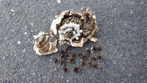 三重県亀山市で生垣に営巣したコガタスズメバチの蜂の巣駆除