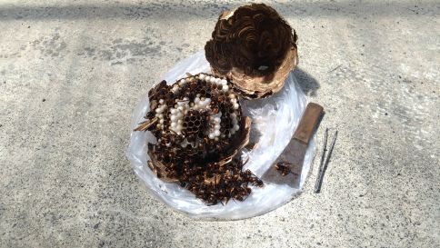 京都府綴喜郡井出町で物置の天井に営巣したコガタスズメバチの蜂の巣駆除