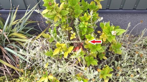 京都府綴喜郡井出町で花壇に営巣したアシナガバチの蜂の巣駆除