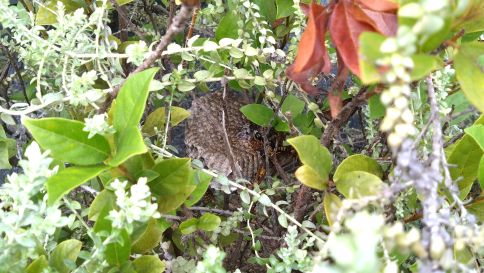 京都府綴喜郡井出町で花壇に営巣したアシナガバチの蜂の巣駆除