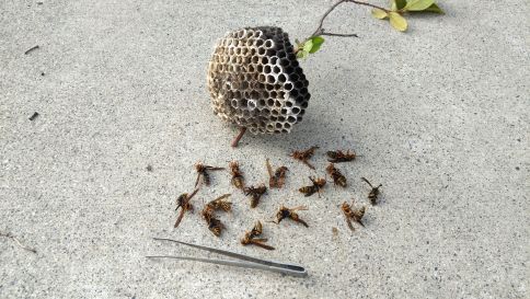 京都府綴喜郡井出町で花壇に営巣したアシナガバチの蜂の巣駆除