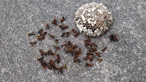 京都府綴喜郡井出町で１階の外壁に営巣したアシナガバチの蜂の巣駆除