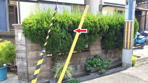 大阪府交野市で生垣に営巣したアシナガバチの蜂の巣駆除