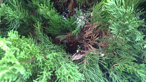 大阪府交野市で生垣に営巣したアシナガバチの蜂の巣駆除