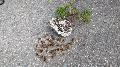 大阪府交野市で生垣に営巣したアシナガバチの蜂の巣駆除