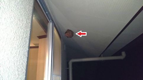 京都府京田辺市でホテル２階軒下に営巣したキイロスズメバチの蜂の巣駆除