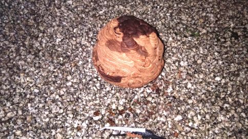 京都府京田辺市でホテル２階軒下に営巣したキイロスズメバチの蜂の巣駆除