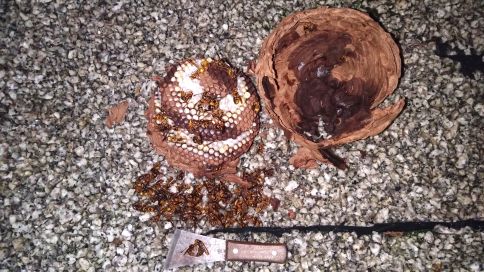 京都府京田辺市でホテル２階軒下に営巣したキイロスズメバチの蜂の巣駆除
