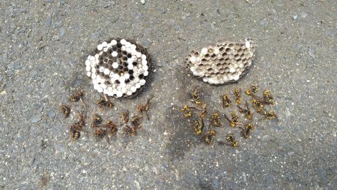 京都府京田辺市で１階軒下・雨戸下に営巣したアシナガバチ×２の蜂の巣駆除