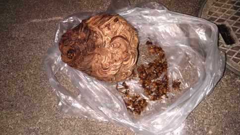 京都府八幡市で２階の軒下に営巣したキイロスズメバチの蜂の巣駆除