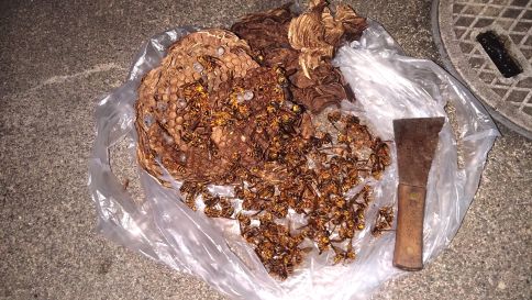京都府八幡市で２階の軒下に営巣したキイロスズメバチの蜂の巣駆除