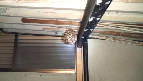 京都府向日市でカーポートに営巣したコガタスズメバチの蜂の巣駆除