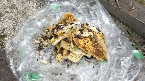 京都府相楽郡和束町で墓石納骨室に営巣したミツバチの蜂の巣駆除