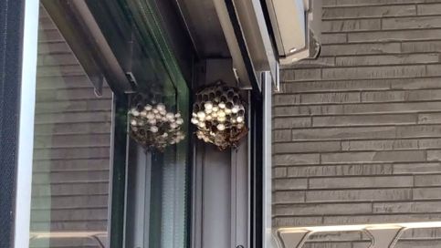 三重県四日市市でシャッター窓サッシに営巣したアシナガバチの蜂の巣駆除