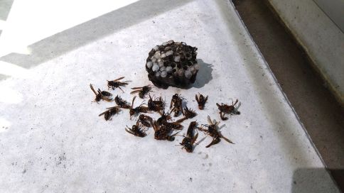 三重県四日市市でシャッター窓サッシに営巣したアシナガバチの蜂の巣駆除