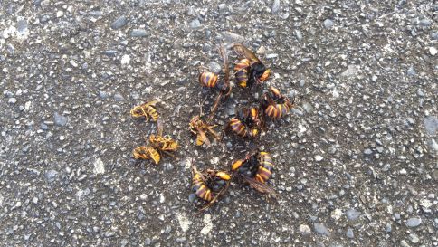 滋賀県甲賀市土山町で２階屋根裏に営巣したキイロスズメバチの蜂の巣駆除