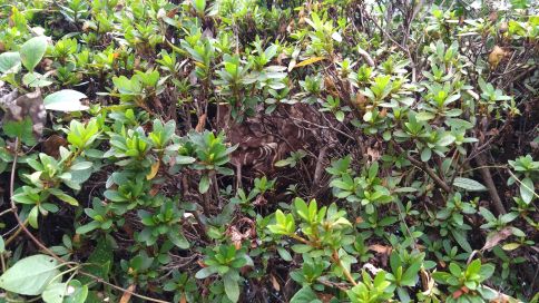 滋賀県犬上郡多賀町で企業敷地内の植え込みに営巣したコガタスズメバチの蜂の巣駆除